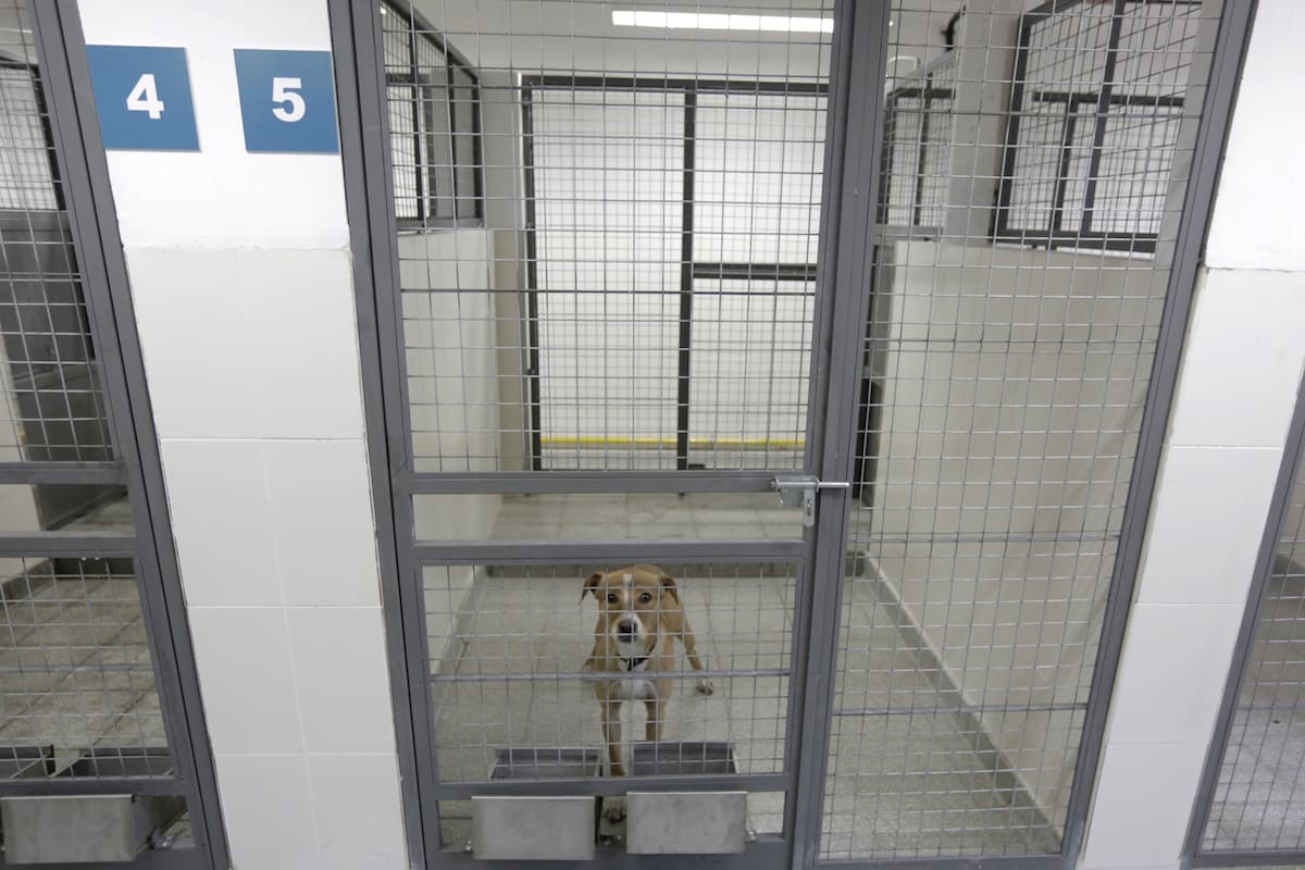 El Ministerio de Salud promoverá el concurso de los cargos del instituto, que retome campañas de castración de perros y gatos y difunda la tenencia responsable