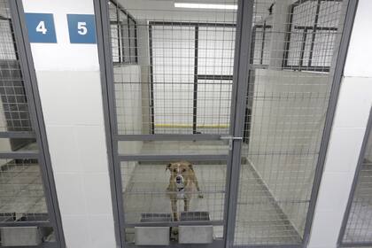 El Ministerio de Salud promoverá el concurso de los cargos del instituto, que retome campañas de castración de perros y gatos y difunda la tenencia responsable