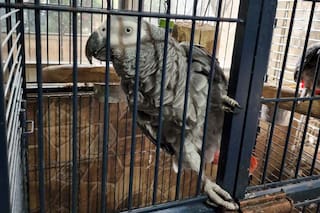 Rescataron 24 aves silvestres de un criadero ilegal ubicado en una casa de la Ciudad
