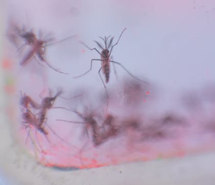 El ministro de Salud porteño, Fernán Quirós, le bajó el tono a los rumores sobre la gravedad de la segunda infección por dengue: “Es una exageración absoluta”
