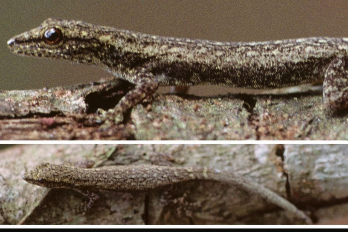 El misterio alrededor de esta criatura se mantuvo hasta 2023 (Zootaxa)