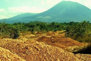 El misterio de las 12 mil toneladas de cáscaras de naranja que transformaron un desierto en un bosque