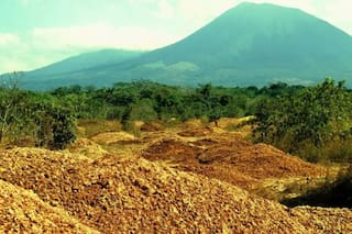 El misterio de las 12 mil toneladas de cáscaras de naranja que transformaron un desierto en un bosque