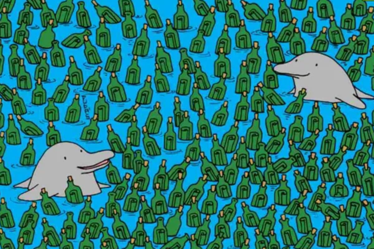El misterio de las cinco botellas vacías en medio de los delfines