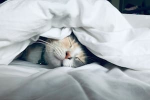 El misterioso ronroneo de los gatos puede favorecer la salud de los dueños
