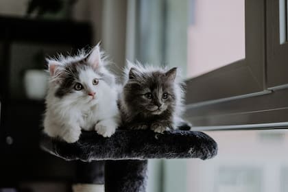 El misterioso ronroneo de los gatos: un sonido que beneficia la salud de los dueños