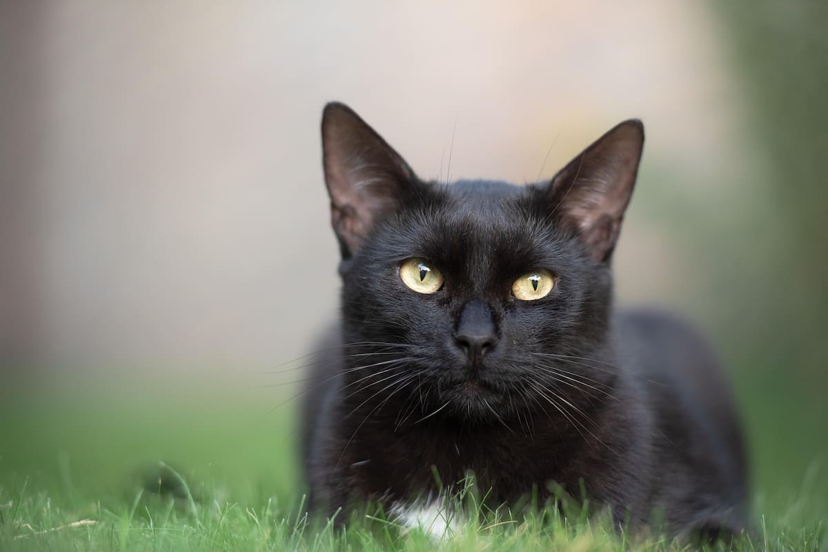 El mito de los gatos negros: cómo es su carácter único