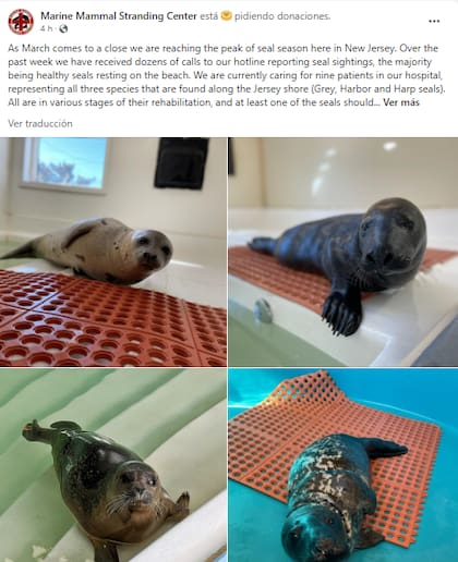 El MMSC ha reportado el avistamiento de múltiples focas durante el mes de marzo