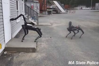 El video del operativo en que participaron los perros robot fue compartido por Boston Dynamics en una conferencia realizada por Techcrunch