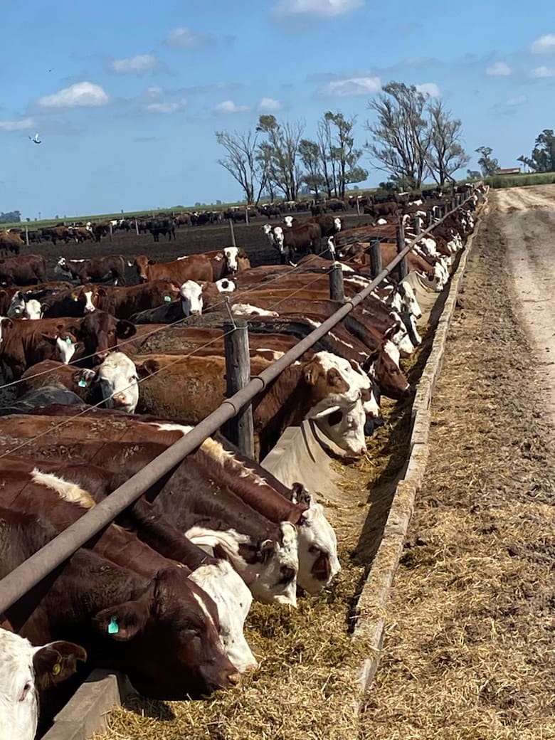 De los granos al mostrador: el sistema que impulsa un nuevo negocio para la carne