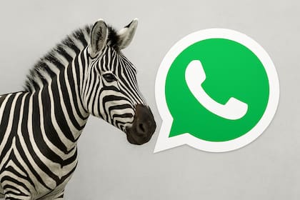 El "modo cebra" en WhatsApp se puede generar con inteligencia artificial