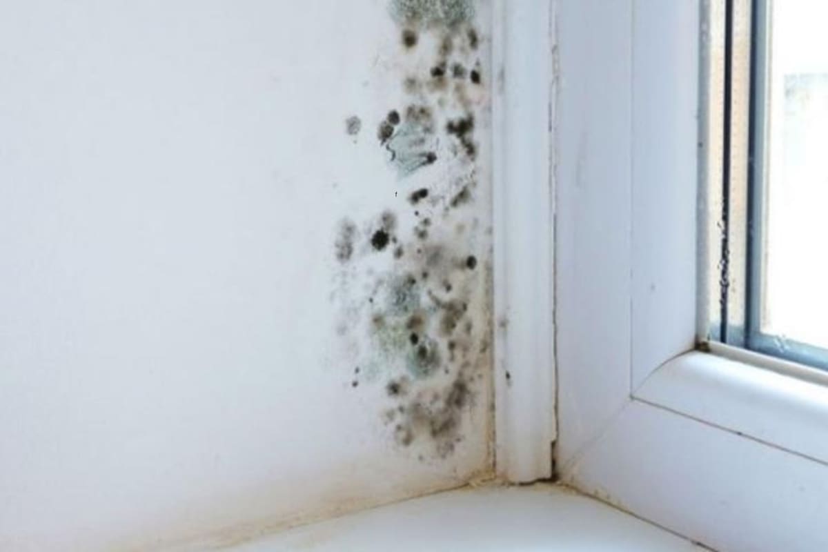 El moho se producen por la presencia de humedad en el ambiente, por filtraciones en las tuberías, una mala ventilación y por la condensación