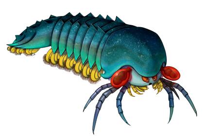 El Mollisonia plenovenatrix fue descubierto en Canadá