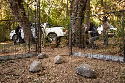 El momento de la liberación del primer grupo de tortuga yabotí en El Impenetrable