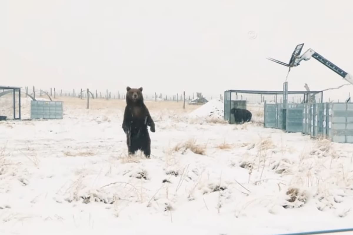 El momento de la liberación en el santuario de Colorado, Estados Unidos.