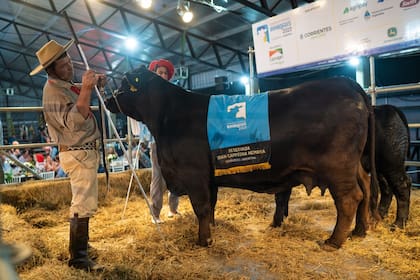 El momento de la subasta de la Reservada Gran Campeón Hembra, vendida al 50% en $31 millones
