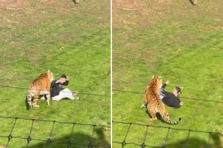 Un hombre murió tras saltar al recinto de los tigres en el zoológico de Yorkshire