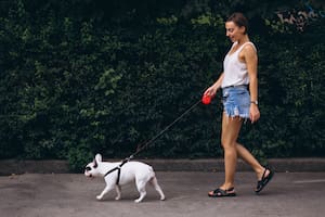 El momento del paseo es muy importante para el perro (Foto: Freepik)