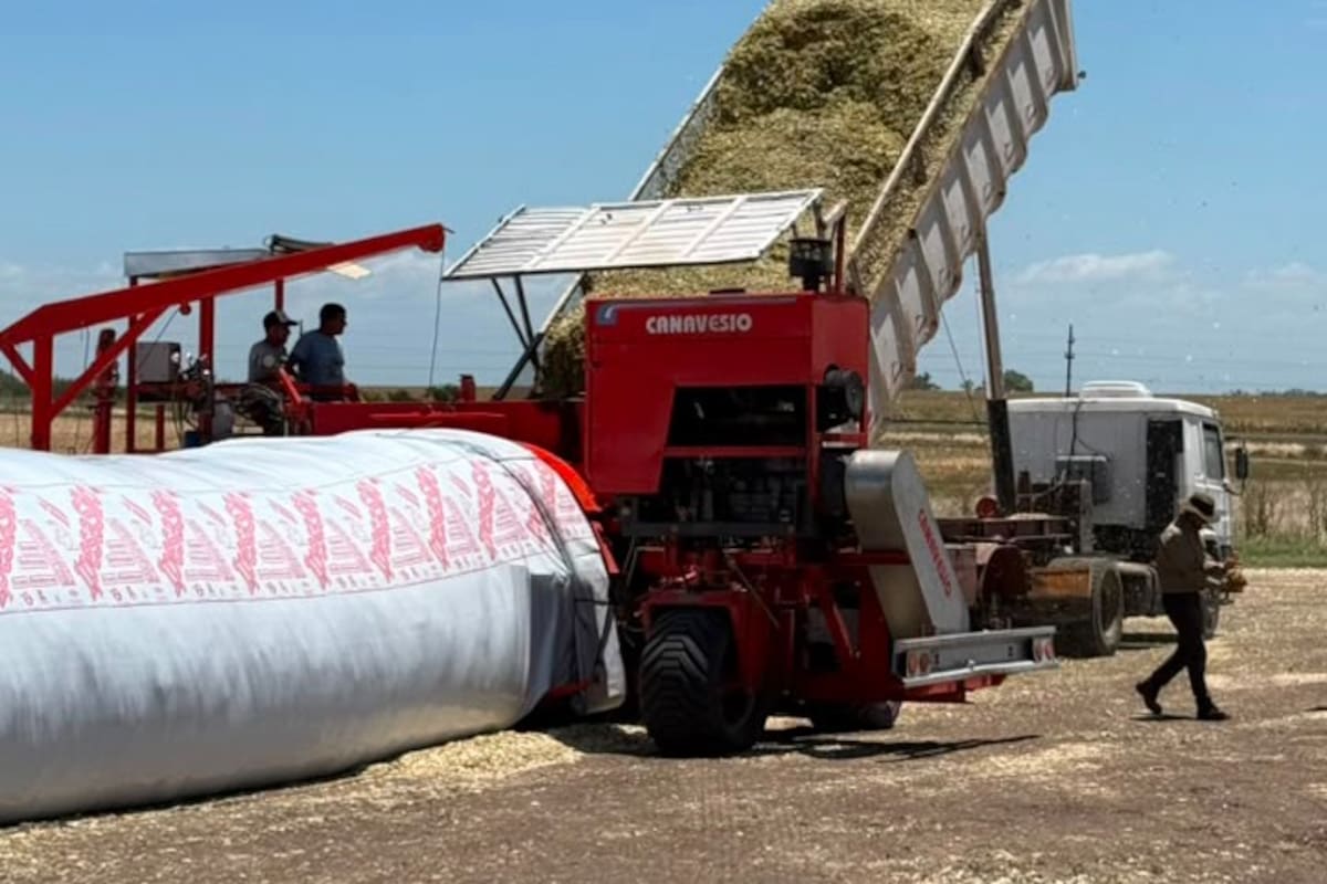 El momento del picado y el porcentaje de materia seca son dos de los aspectos que recomiendan seguir ante un escenario con abundantes lluvias