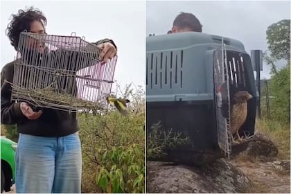 El momento del rescate de las aves