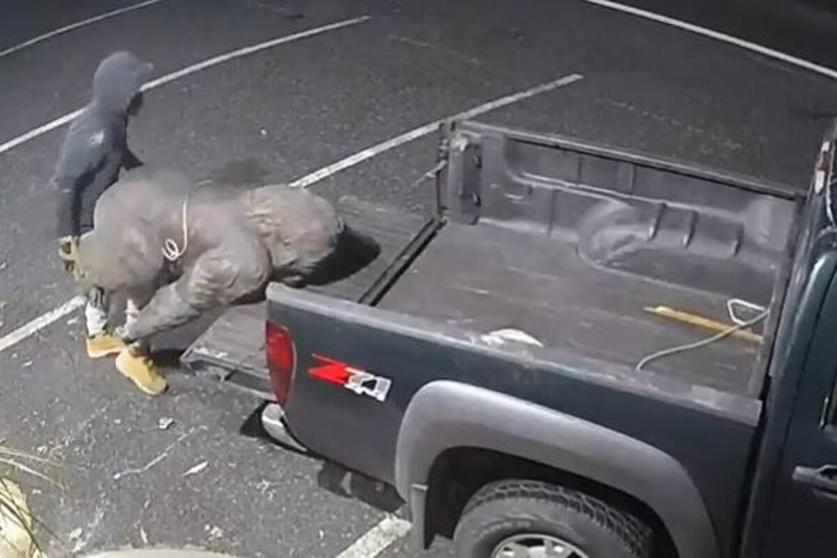 El momento del robo de la estatua del gorila fue captado por las cámaras de seguridad del lugar
