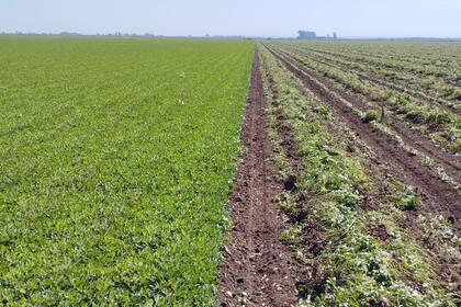 El momento donde se produce la arrancada: el maní llegó sano y bien verde