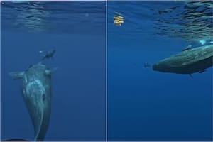 El momento donde un tiburón quiso atacar a un buzo y fue salvado por dos ballenas