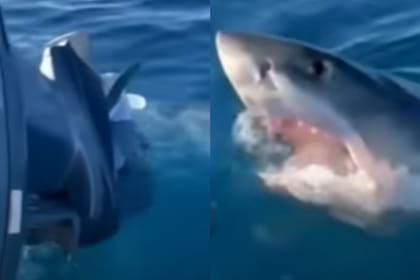 El momento en el que el animal marino se acerca a morder el motor de la lancha