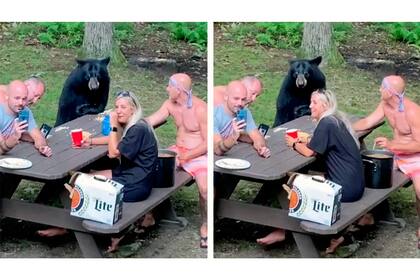 El momento en el que el animal salvaje se "sienta" en la mesa y se come un sándwich