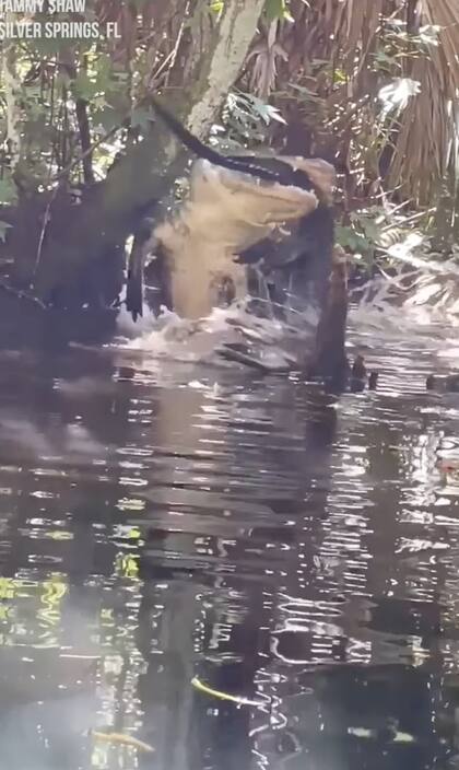 El momento en el que el caimán sale del agua para comerse a su presa