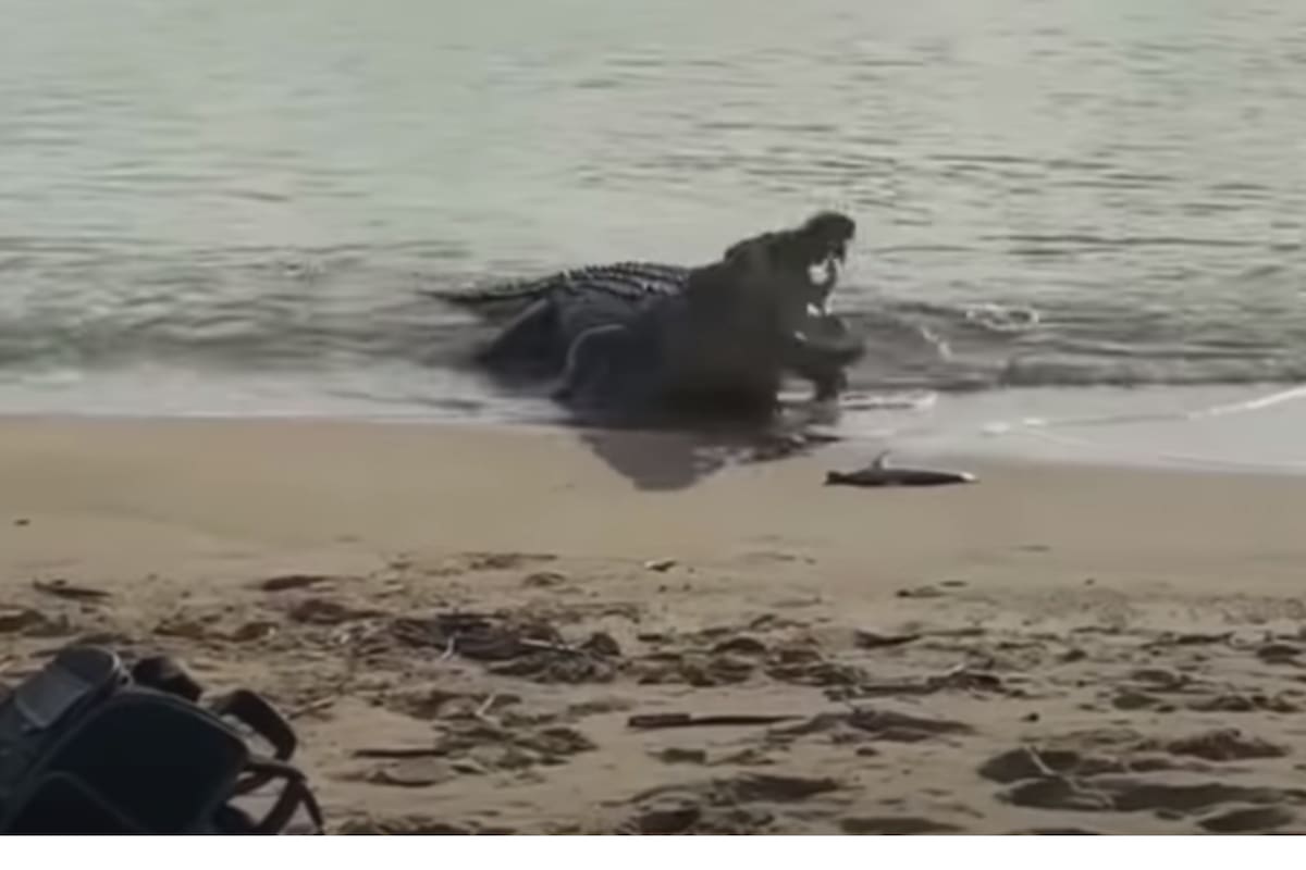 El momento en el que el cocodrilo de alrededor de cuatro metros se devora a uno de los tiburones