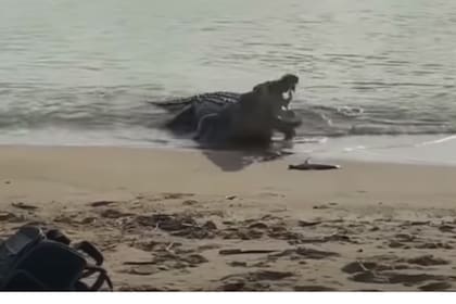 El momento en el que el cocodrilo de alrededor de cuatro metros se devora a uno de los tiburones