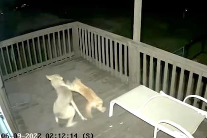 El momento en el que el gatito se enfrenta al coyote