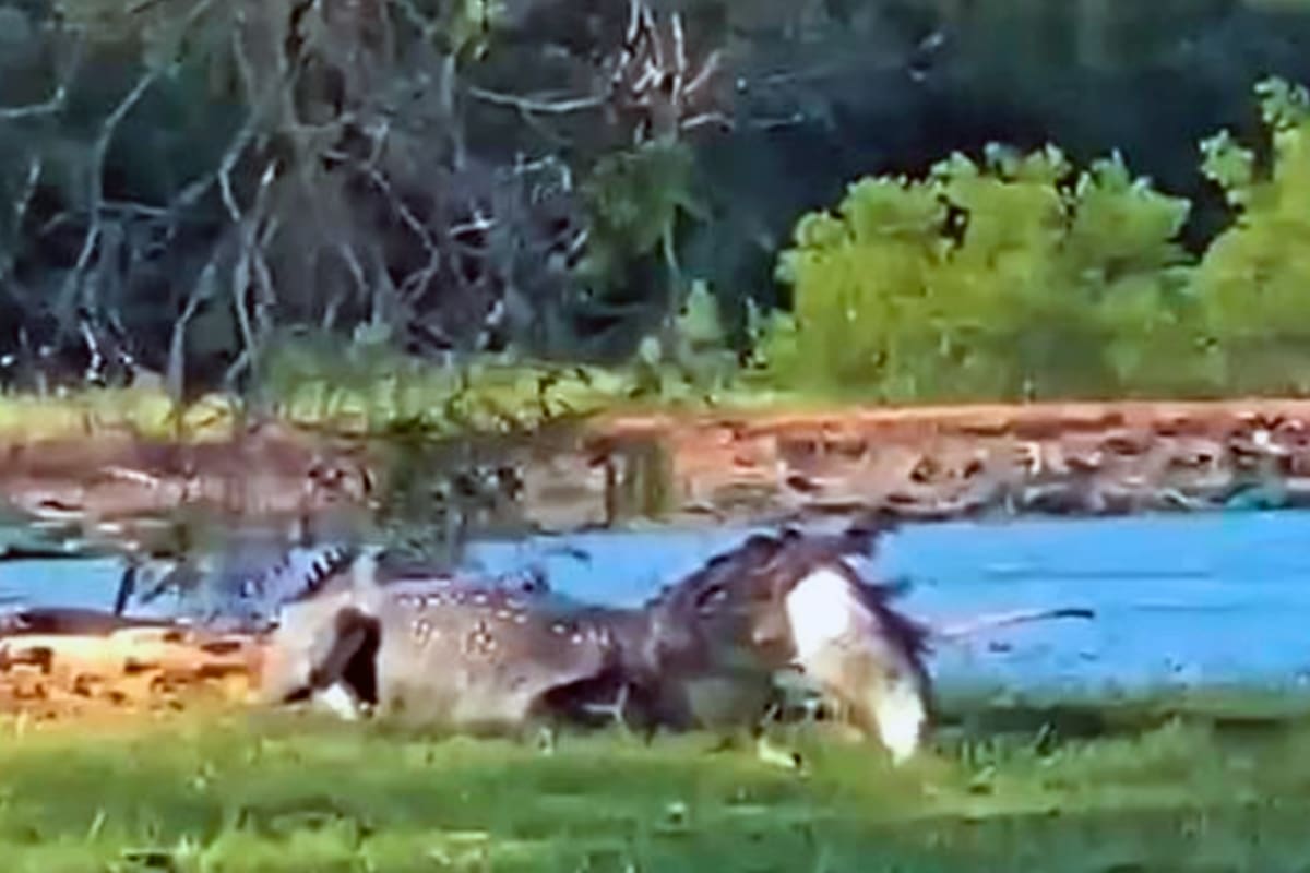 El momento en el que el gigantesco reptil devora a una pez ante la atónita mirada de los golfistas