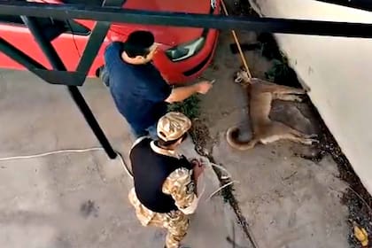 El momento en el que el puma es apresado y sedado