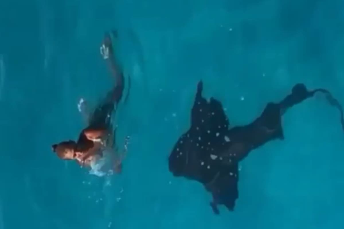 El momento en el que el tiburón se acercó a la mujer