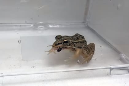 El momento en el que la rana atrapa al escarabajo