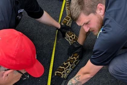El momento en el que las autoridades policiacas miden a la pitón de 2,7 metros de largo