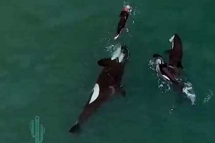 El momento en el que las orcas se acercan a la mujer