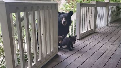 El momento en el que los osos ingresan a su hogar