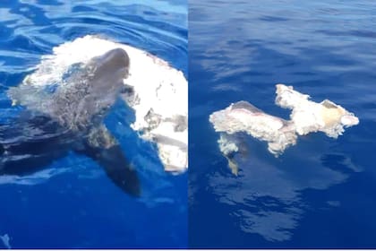 El momento en el que los tiburones se comen a un cerdo en playas de San Andrés (Foto: Coralina)