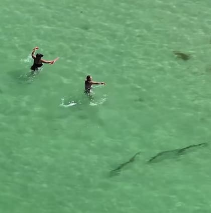 El momento en que dos nadadores escapan del tiburón martillo
