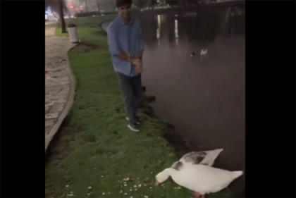 El momento en que el joven atrae a los gansos para luego robarlos.