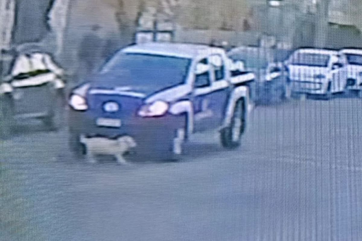 El momento en que el perro es embestido por la camioneta.