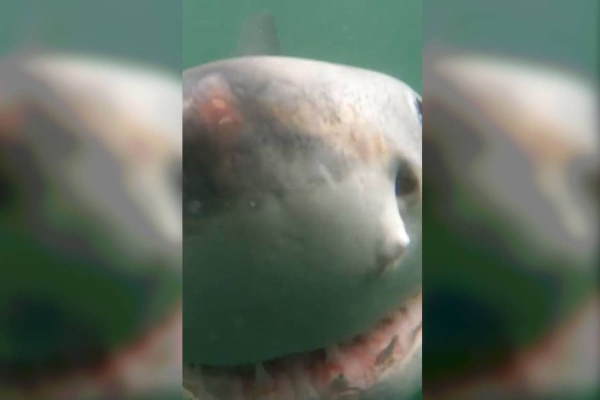 El momento en que el tiburón abre su boca e intenta devorar la cámara GoPro que lo estaba filmando
