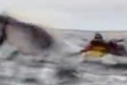 El momento en que la ballena jorobada traga al joven en el estrecho de Magallanes