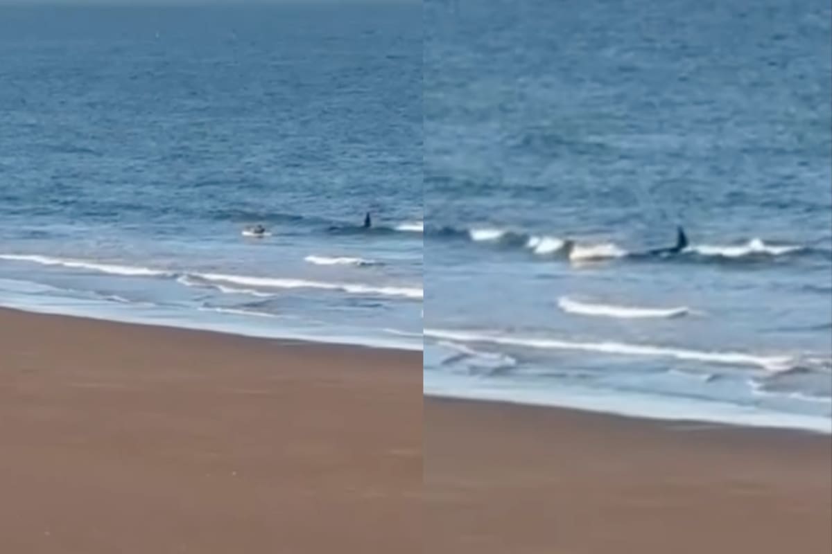 Uma baleia assassina perseguiu um homem que andava de caiaque na costa do Rio Negro