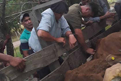 El momento en que la policía de Corrientes realizó un control de los animales