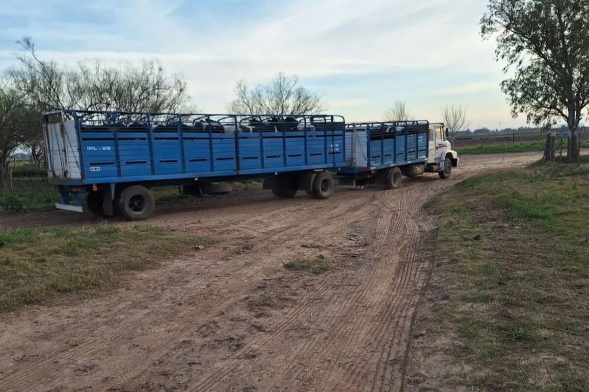 El momento en que las vacas se fueron del tambo