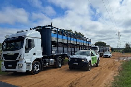 El momento en que se comenzaron a trasladar los animales al campo del INTA en Santo Tomé